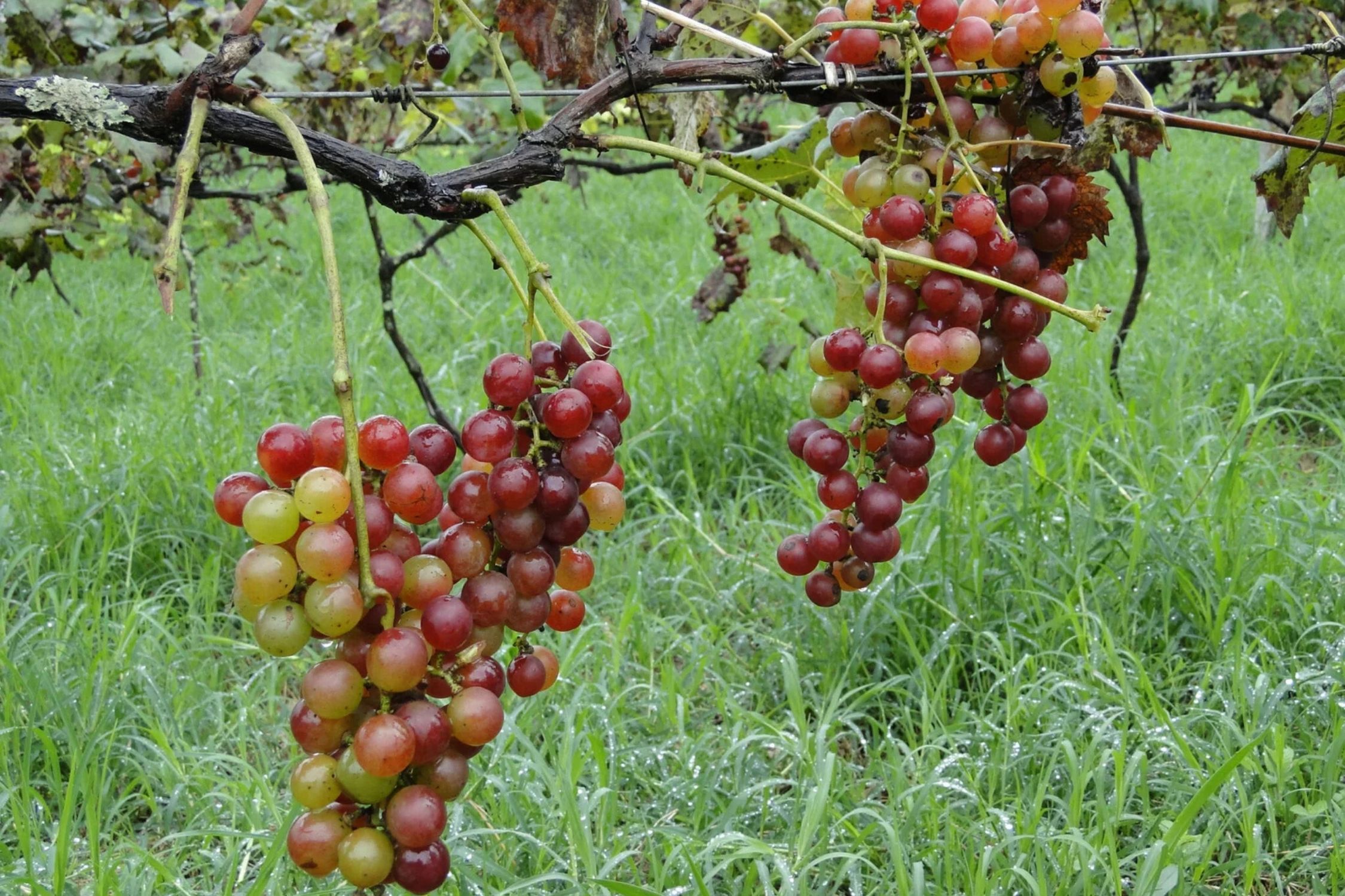 Vinhos mineiros: Epamig e Fapemig impulsionam a produção de vinho familiar no Sul
