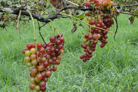 Vinhos mineiros: Epamig e Fapemig impulsionam a produção de vinho familiar no Sul