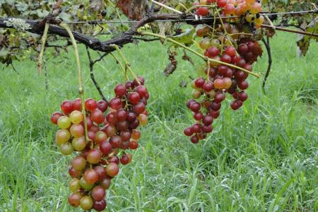 Vinhos mineiros: Epamig e Fapemig impulsionam a produção de vinho familiar no Sul
