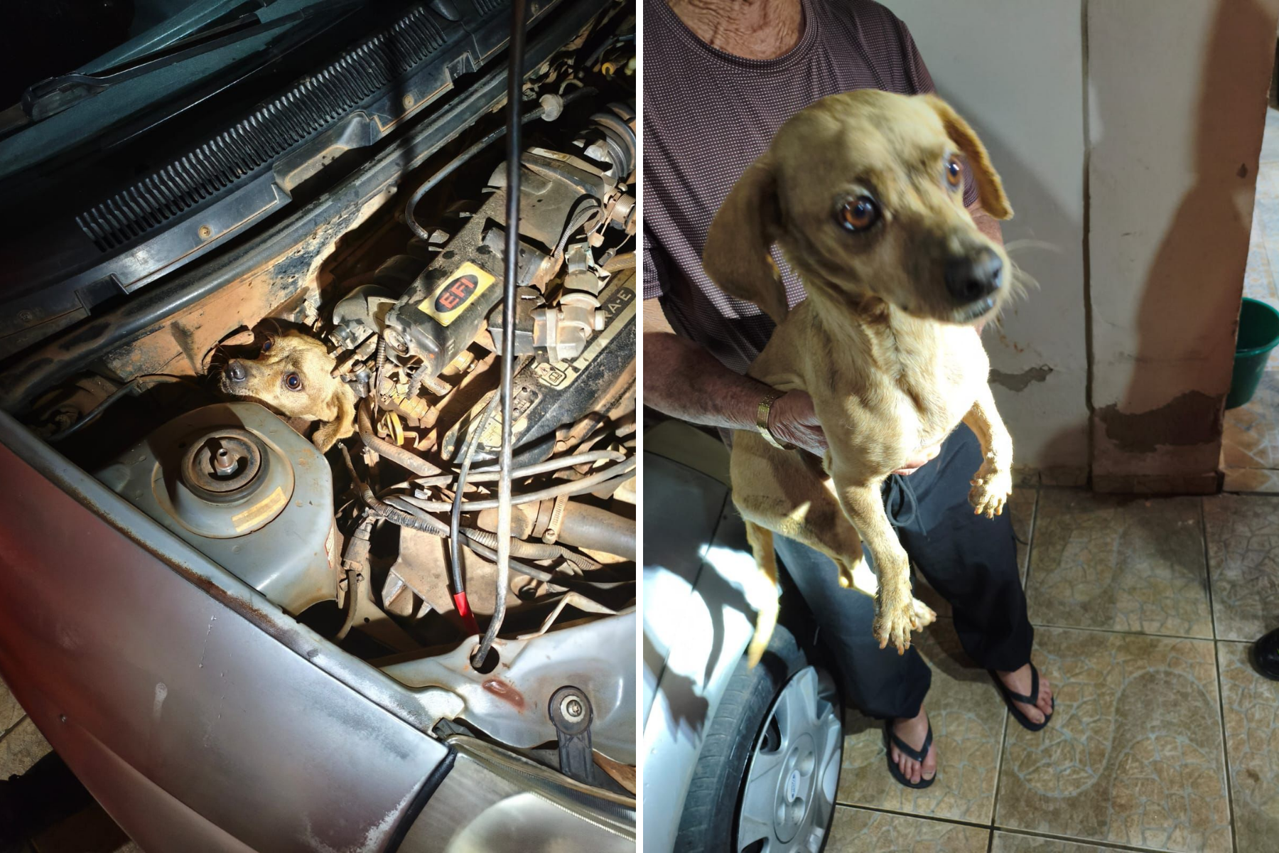 Cachorro caramelo é resgatado de dentro do motor do carro