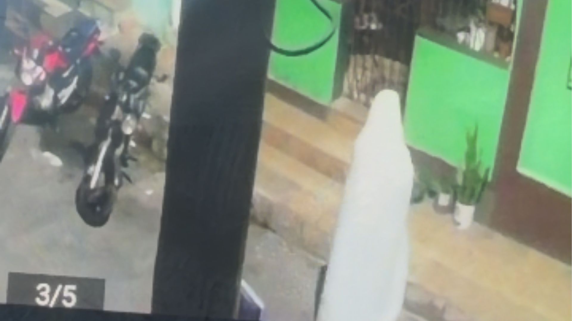 'Fantasma' furta planta em Belo Horizonte; veja vídeo