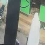 'Fantasma' furta planta em Belo Horizonte; veja vídeo