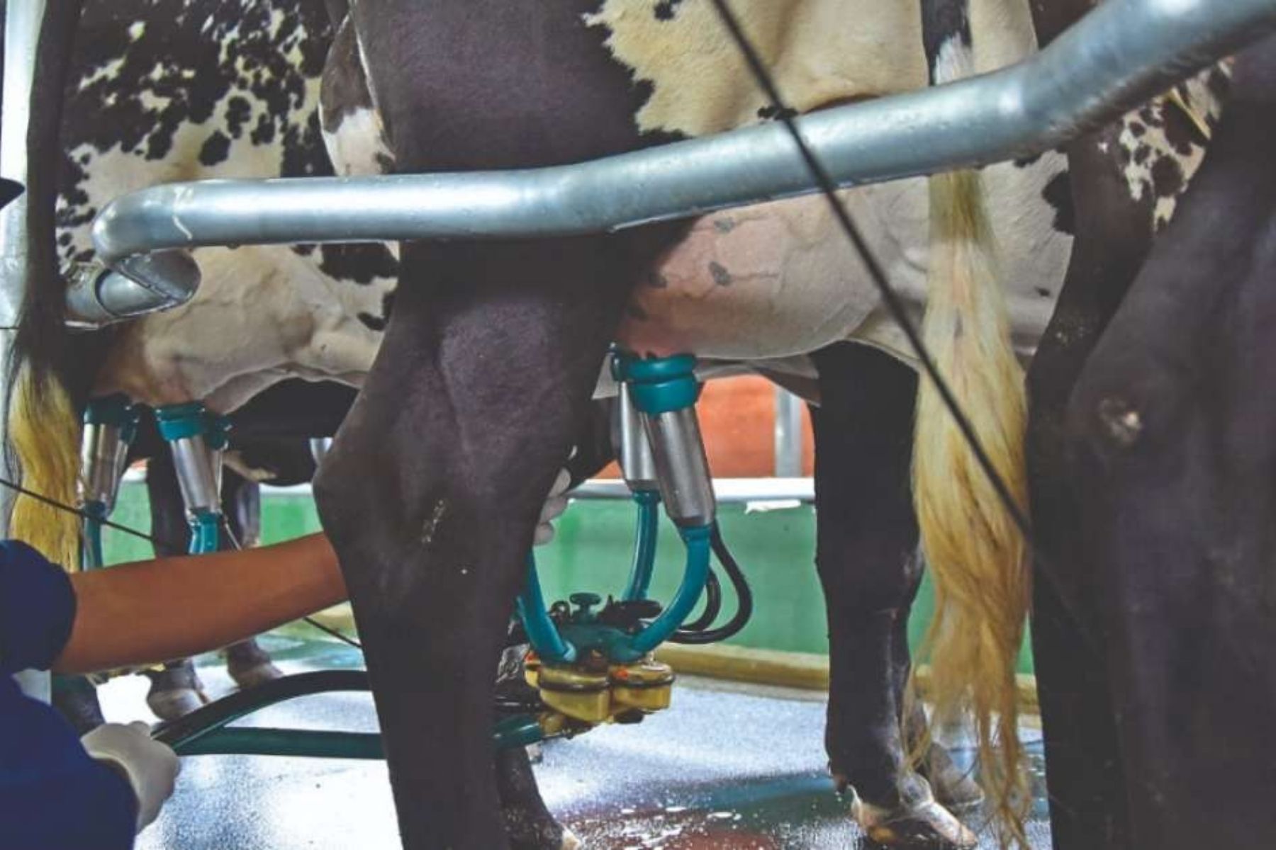 Minas lidera captação de leite no país, mas atividade desacelera