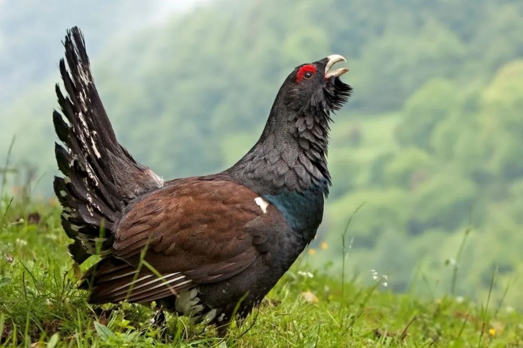 Gastaram US$ 5 milhões para salvar 30 aves; seis meses depois, só uma estava viva