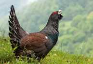 Gastaram US$ 5 milhões para salvar 30 aves; seis meses depois, só uma estava viva