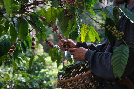 Colheita de café acelera no Brasil, mas detalhe nos grãos preocupa produtores