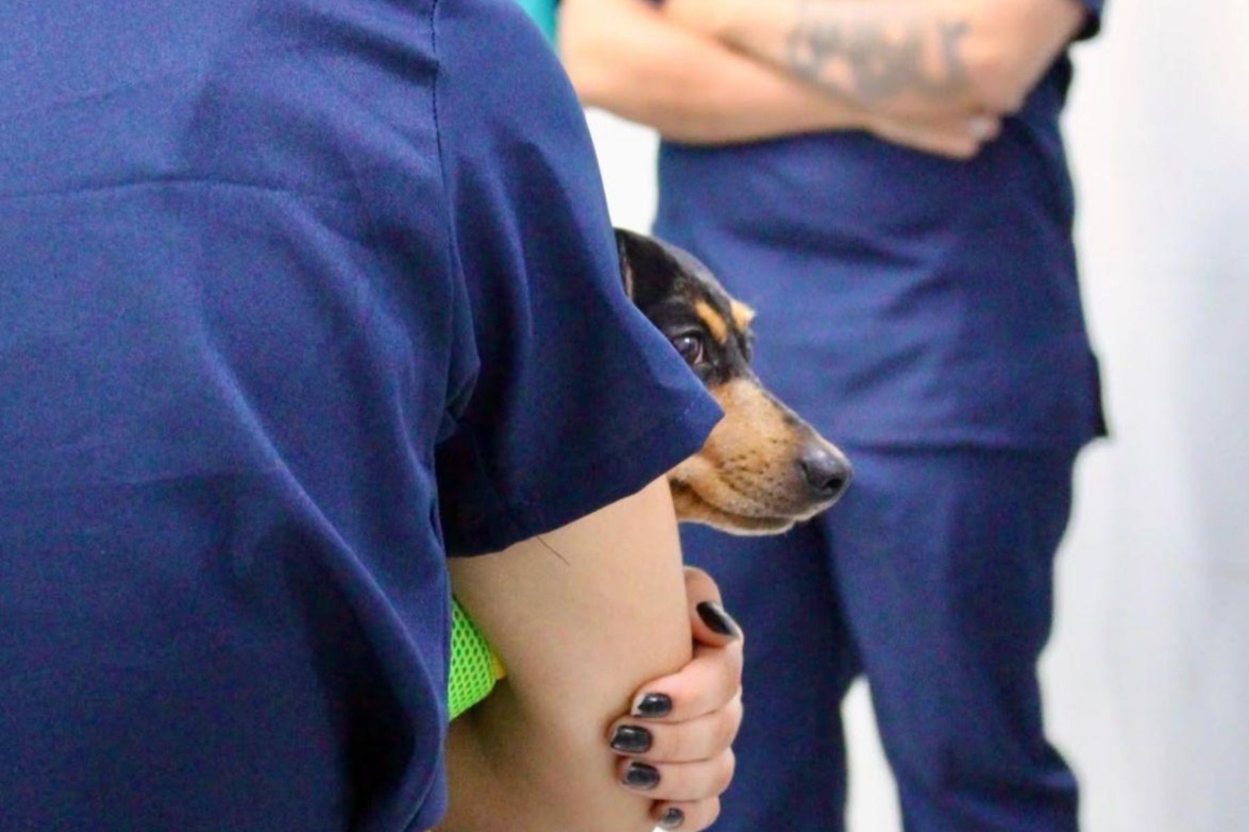 Estudantes arrecadam tampinhas para custear castrações de cães na Grande BH