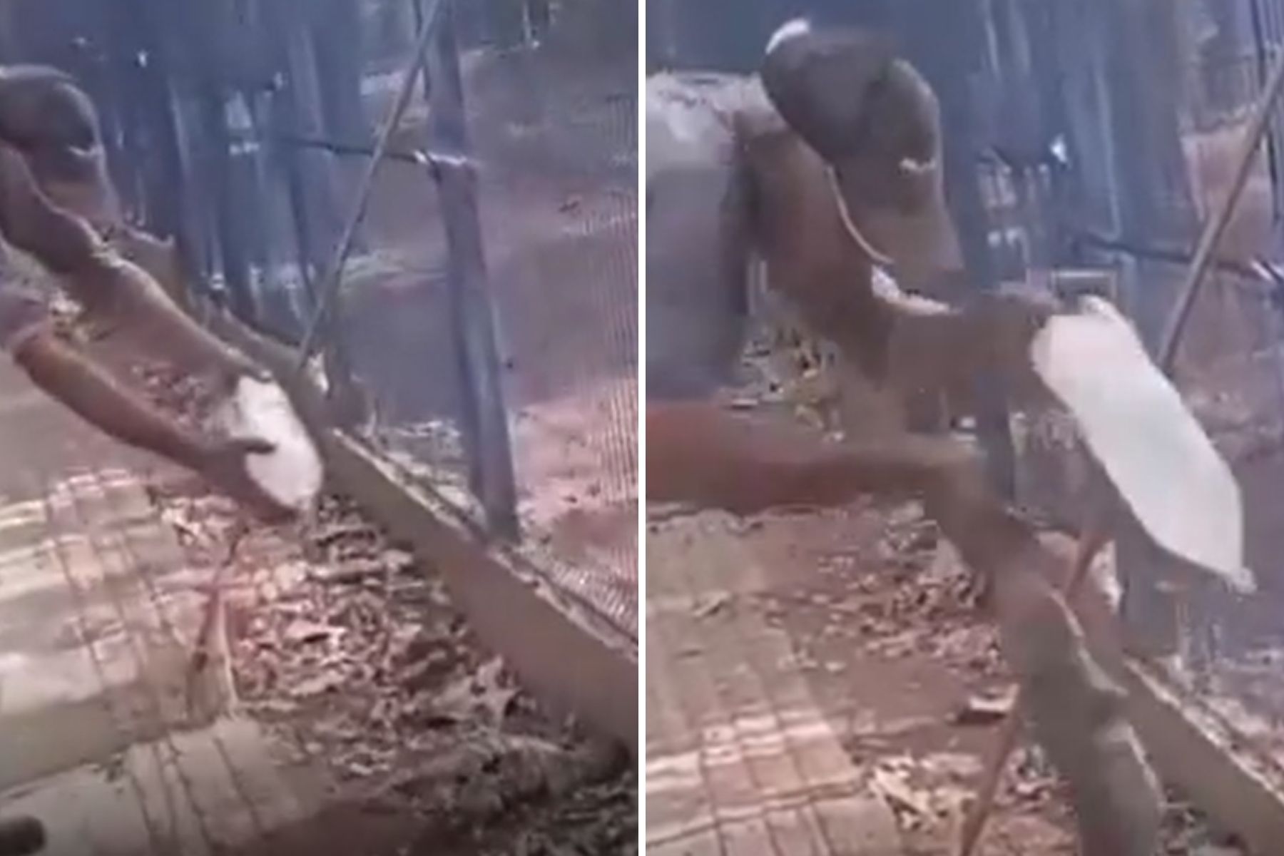 Homem tem dedo amputado após ser atacado por teiú no Mato Grosso