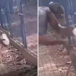 Homem tem dedo amputado após ser atacado por teiú no Mato Grosso