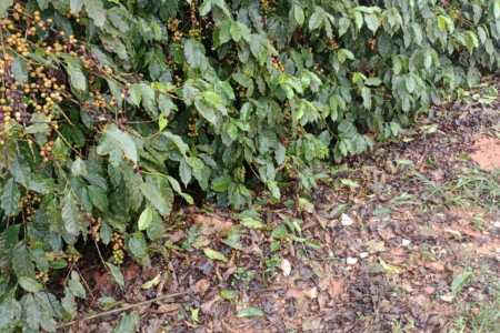 Tempestades de granizo atípicas castigam o café em Minas; saiba como recuperar lavoura