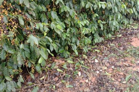 Tempestades de granizo atípicas castigam o café em Minas; saiba como recuperar lavoura