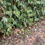 Tempestades de granizo atípicas castigam o café em Minas; saiba como recuperar lavoura