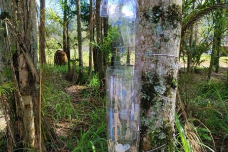 MAPA instala armadilha em SP para detectar praga devastadora de palmeiras
