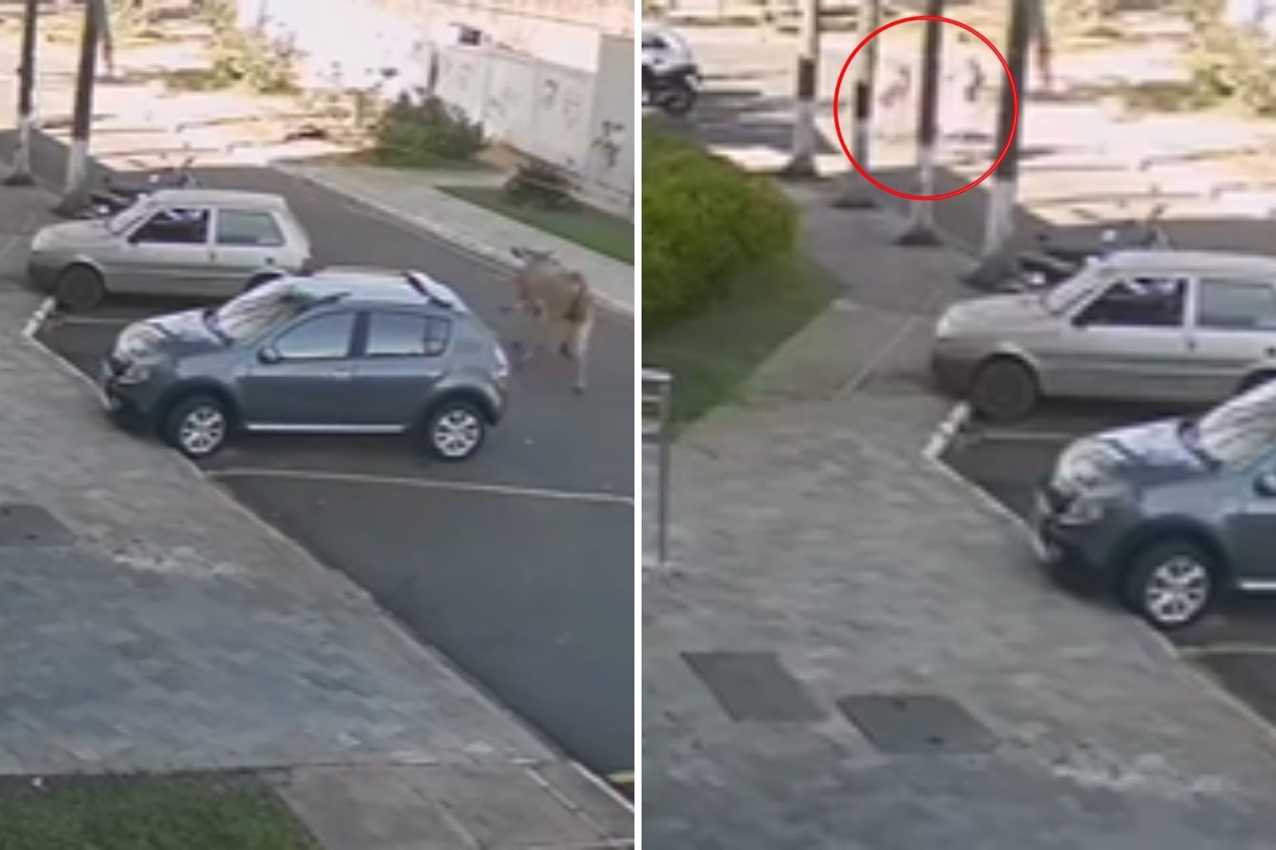 Homem é atropelado por boi desgovernado em Araxá; veja vídeo