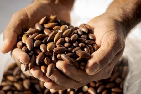 Castanha de Baru do Cerrado Mineiro chega à Europa em exportação histórica