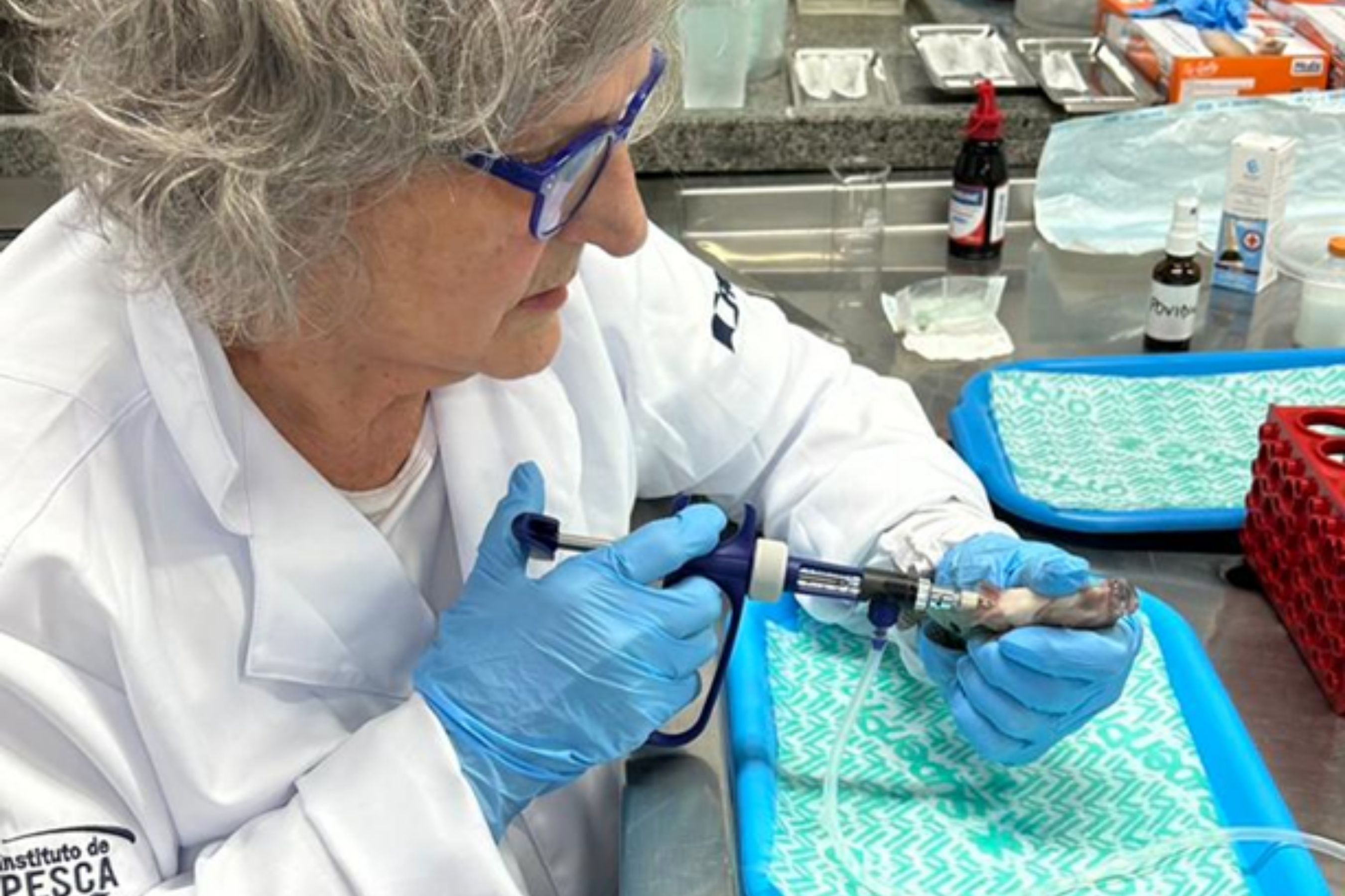 Contra superbactérias, SP desenvolve vacinas e seleção genética para proteger a tilápia