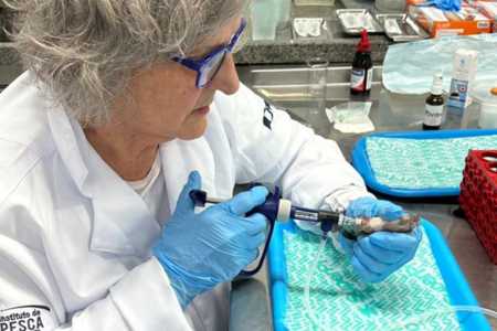 Contra superbactérias, SP desenvolve vacinas e seleção genética para proteger a tilápia
