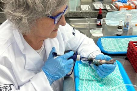 Contra superbactérias, SP desenvolve vacinas e seleção genética para proteger a tilápia