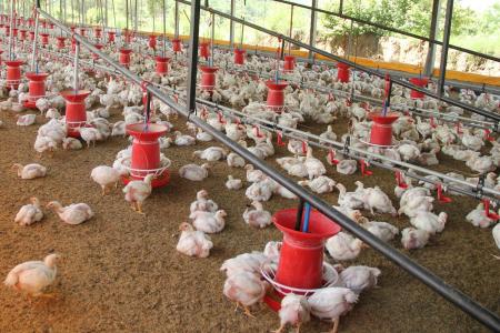 Tragédia no agro europeu: calor extremo provoca mortalidade em massa de aves