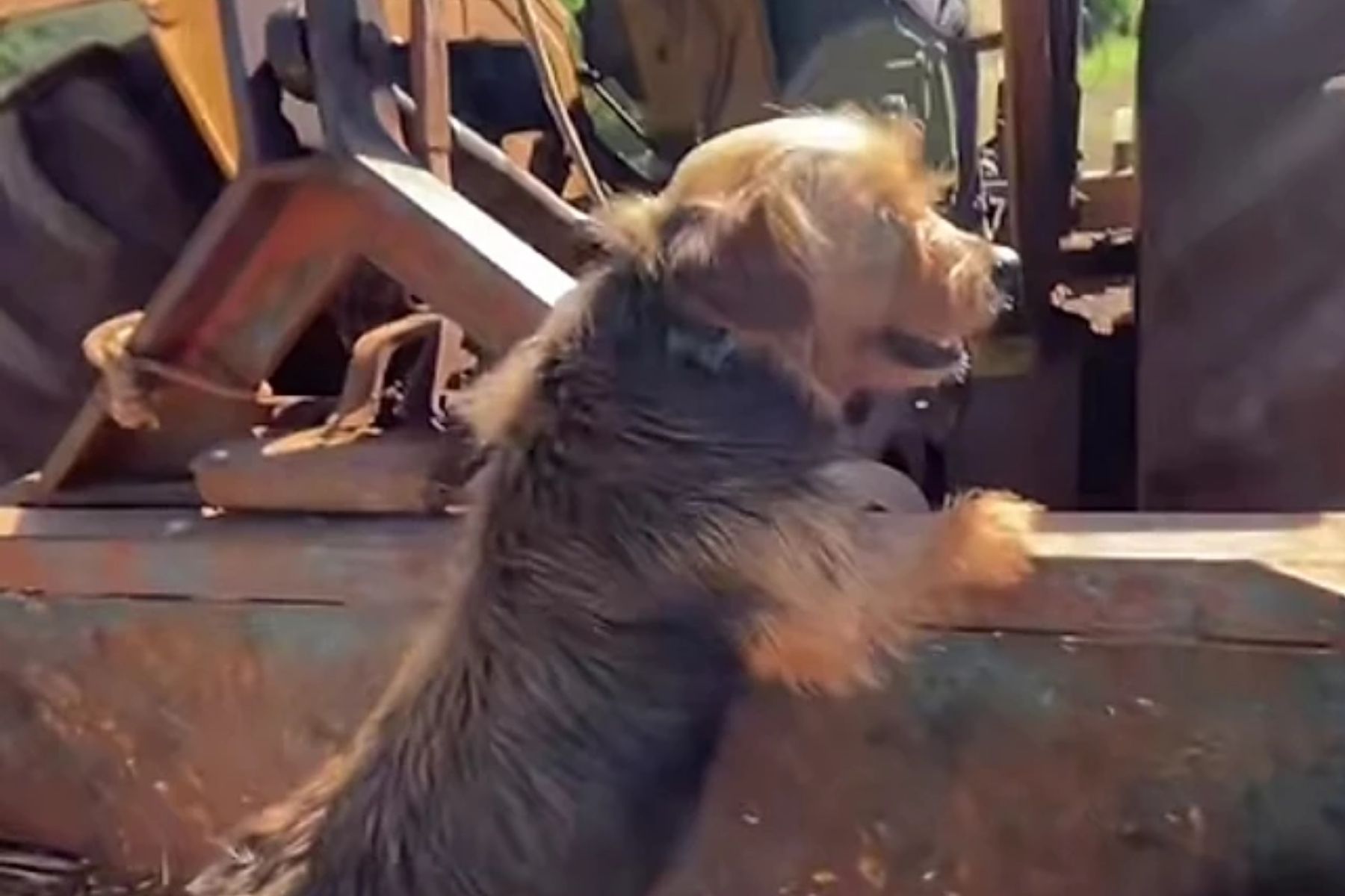 Cão de apartamento conhece fazenda, se diverte no campo e vira 'agrocão'