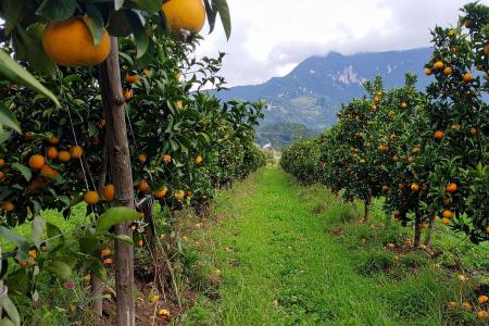 Chuvas travam colheita de laranja em SP, mas negociações da safra 2026/27 avançam