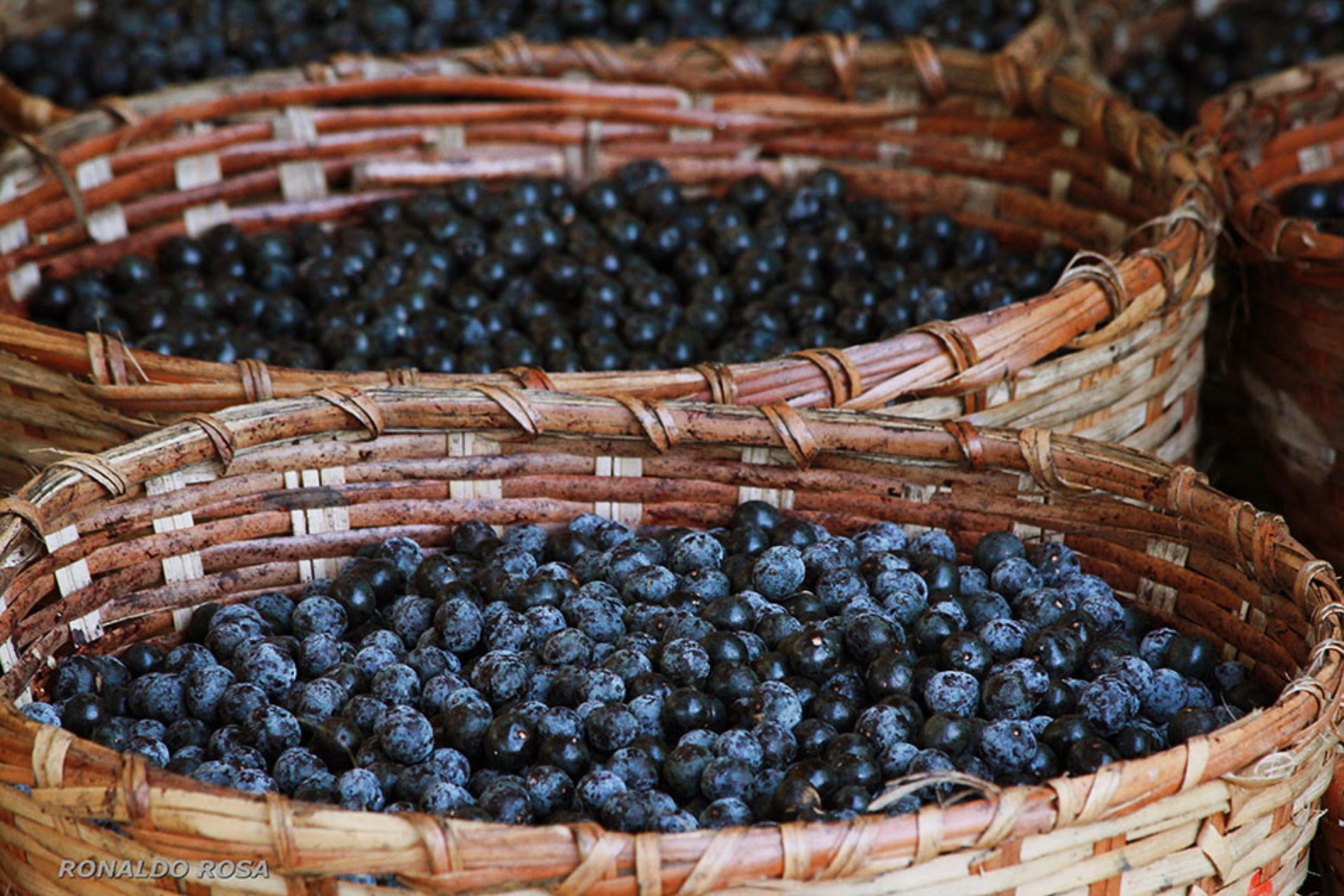 Cientistas da Amazônia 'decifram' o DNA do açaí e prometem revolucionar o mercado