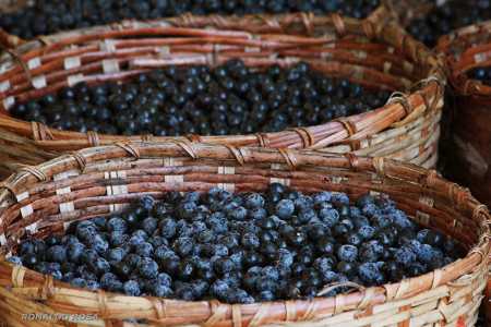 Cientistas da Amazônia 'decifram' o DNA do açaí e prometem revolucionar o mercado