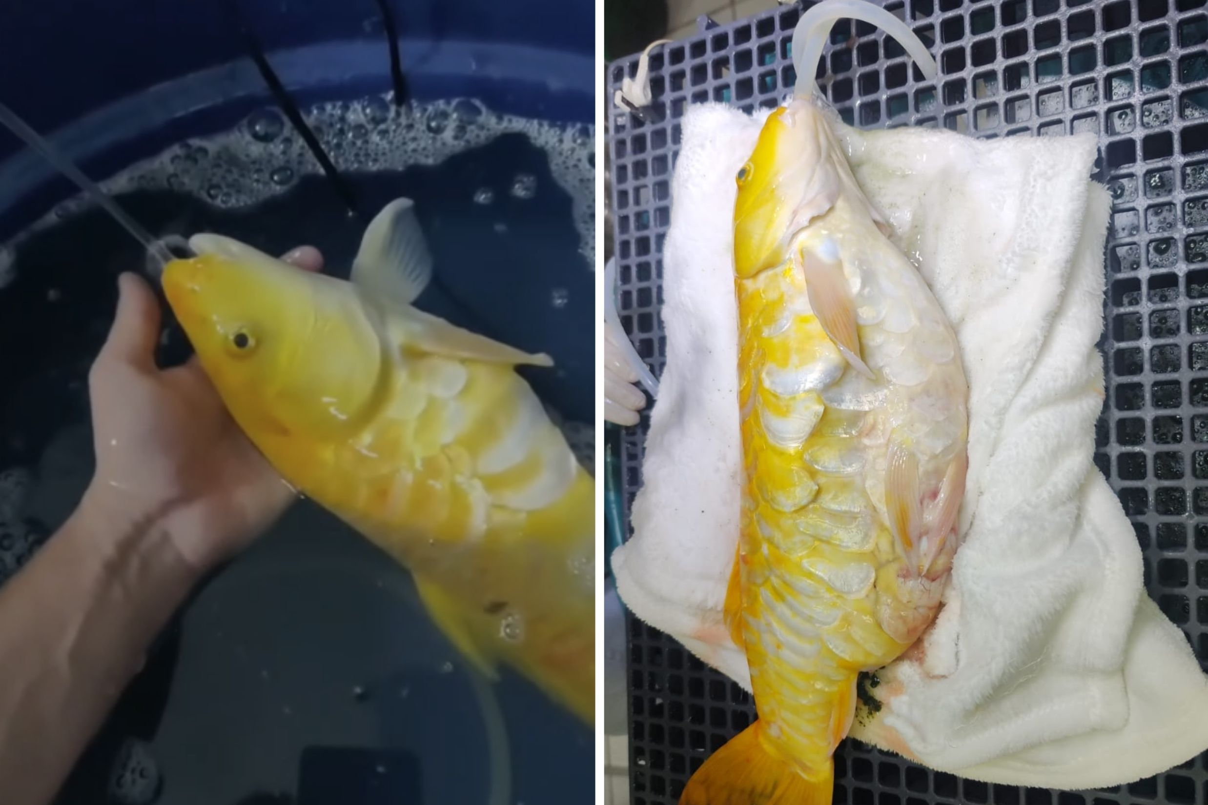 Médico veterinário realiza cirurgia pioneira em Betim-MG para remover tumor em peixe