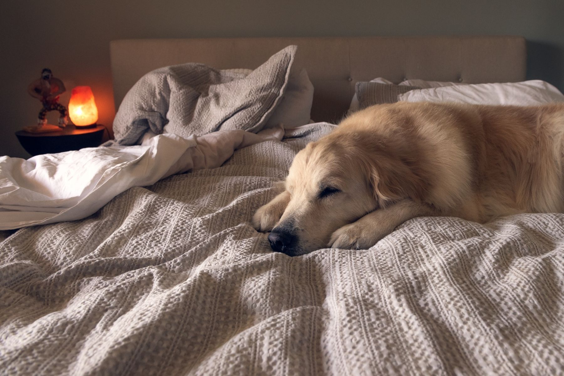Psicologia revela poder emocional de dormir com animais de estimação; entenda