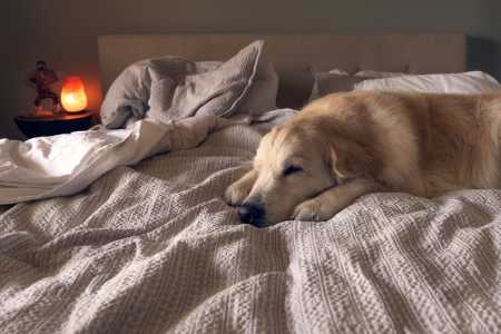 Psicologia revela poder emocional de dormir com animais de estimação; entenda