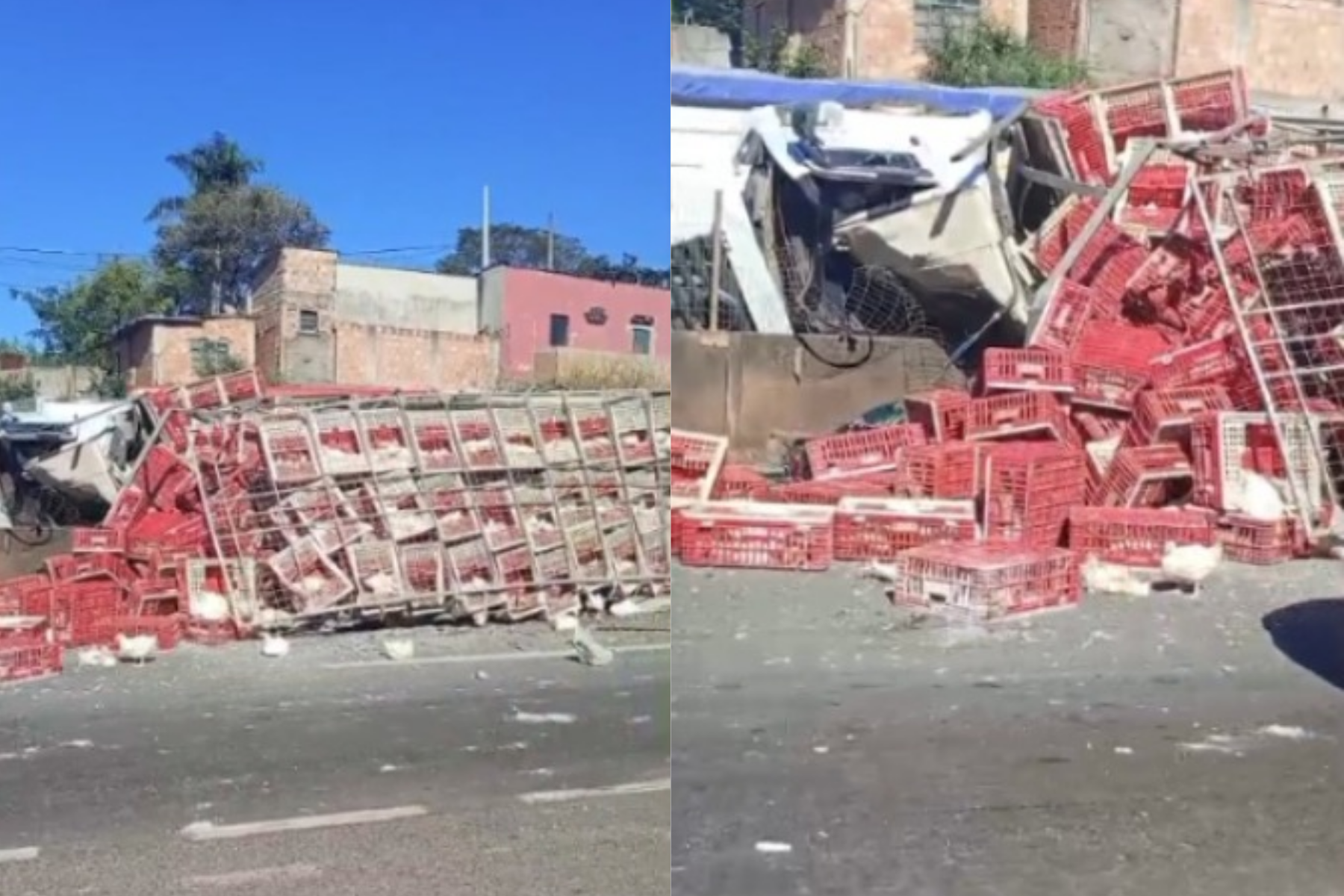 Motorista morre após caminhão carregado com galinhas tombar na BR-262
