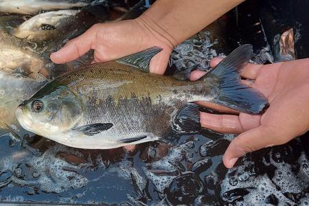 Doenças de peixes podem 'viajar' pela água entre fazendas vizinhas, aponta Embrapa