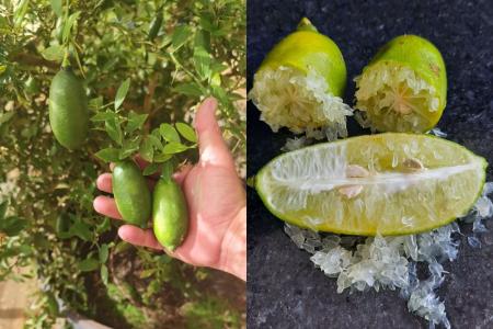 Limão de luxo: fruto exótico que custa até R$ 1.200 o quilo ganha versão brasileira em SP