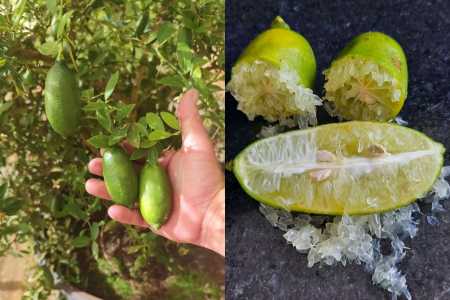 Limão de luxo: fruto exótico que custa até R$ 1.200 o quilo ganha versão brasileira em SP