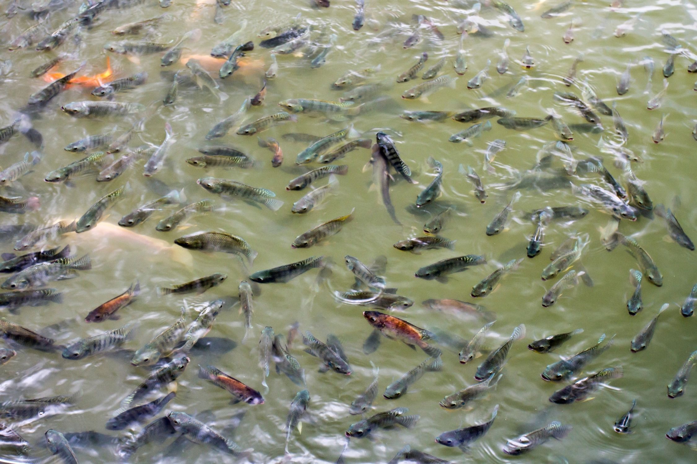 Peixes sofrem com estresse? Erro na produção de tilápia estraga a carne e gera prejuízo