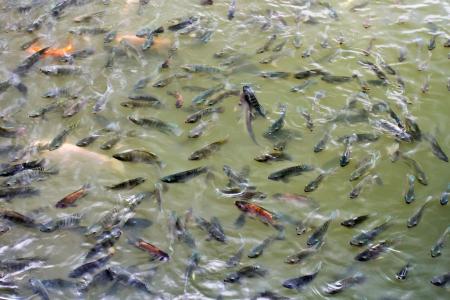 Peixes sofrem com estresse? Erro na produção de tilápia estraga a carne e gera prejuízo