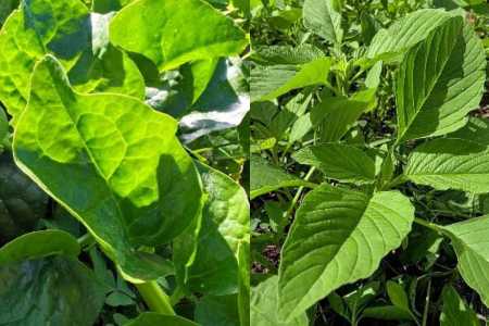 Bertalha BRS Tereverde e o Caruru Verde BRS Ilekalu, PANCs da Embrapa • Embrapa/ Divulgação