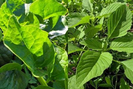 Bertalha BRS Tereverde e o Caruru Verde BRS Ilekalu, PANCs da Embrapa • Embrapa/ Divulgação