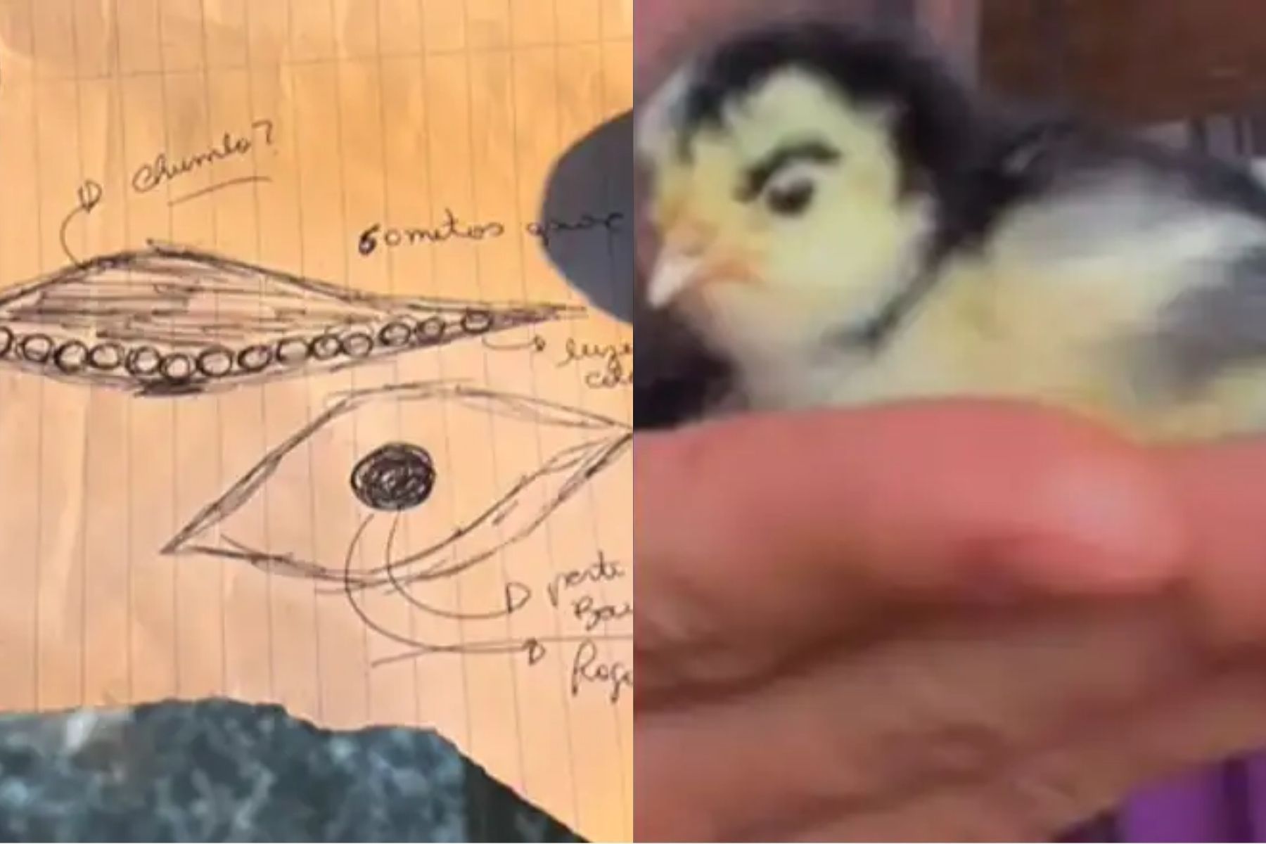 Influencer que diz ter visto OVNI no Paraná viralizou com 'pintinho de sobrancelha'; entenda