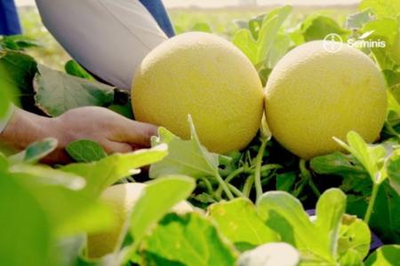 Na Hortitec 2026, Bayer lança novos fungicidas e sementes de alta performance