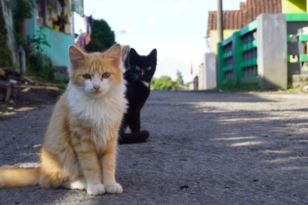 Felinos são animais naturalmente curiosos e frequentemente se beneficiam da exploração de novos cheiros, sons e estímulos ambientais