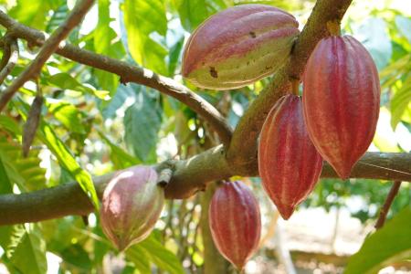 MP do cacau avança e põe em risco R$ 222 milhões da cadeia produtiva