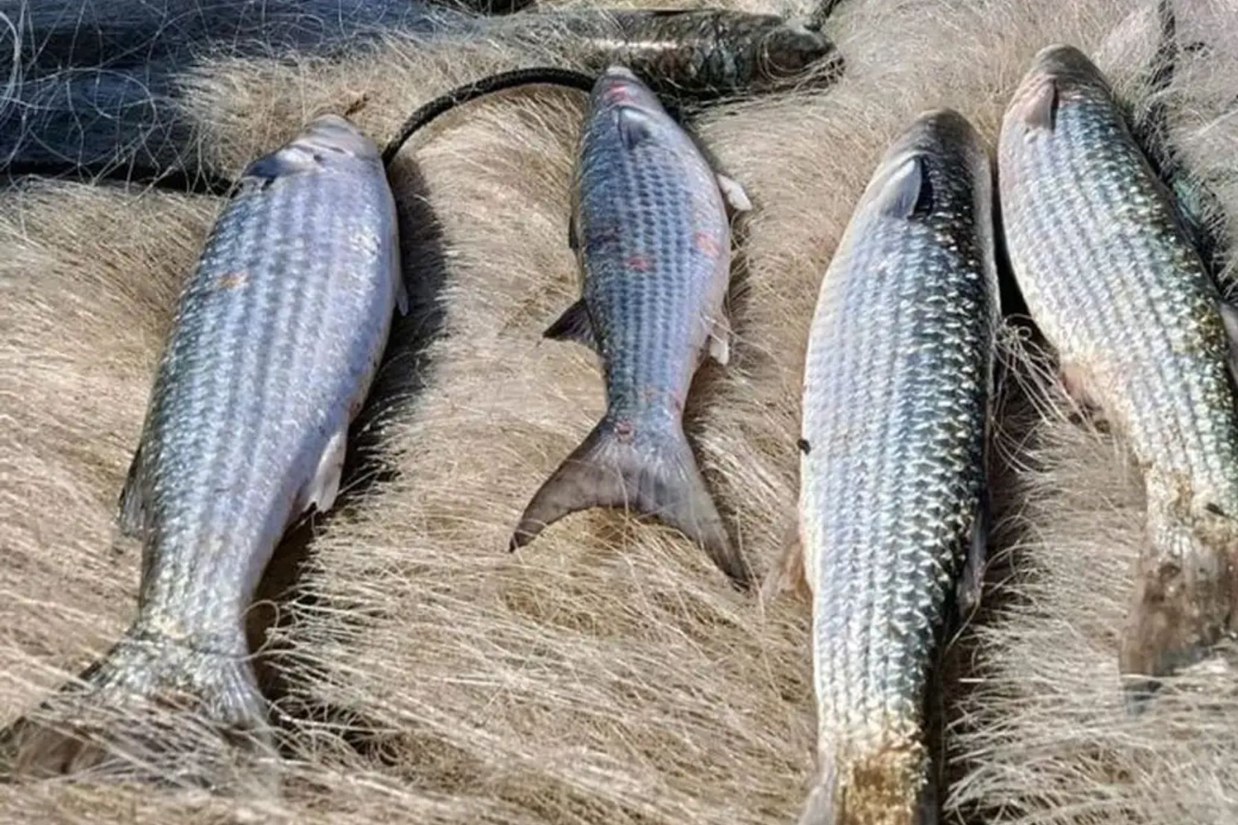 Pesca de tainha por arrasto de praia é suspensa após cota atingir 90% do limite