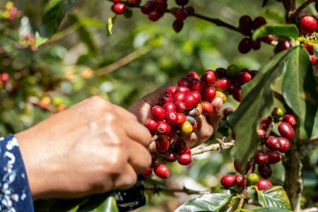 Chuvas travam colheita e fazem preço do café arábica subir após quedas