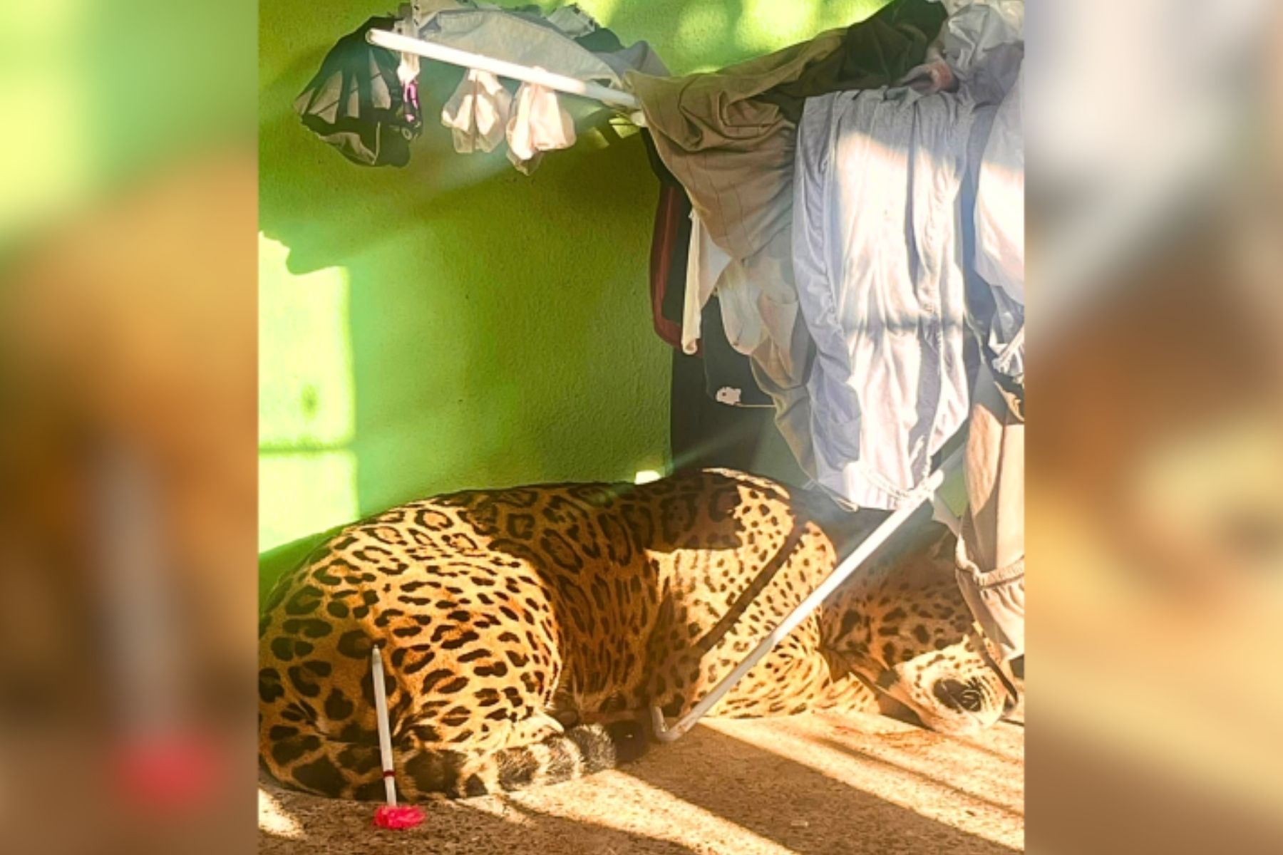 Onça-pintada é resgatada em quintal de casa no Paraná
