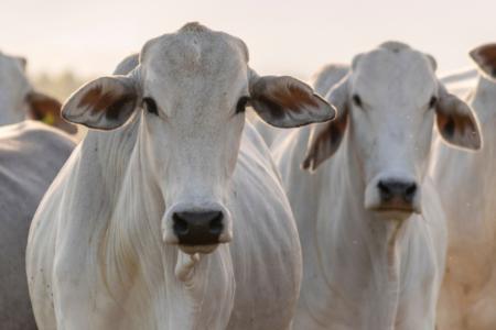 Após a China, Rússia reconhece Brasil como livre de febre aftosa sem vacinação