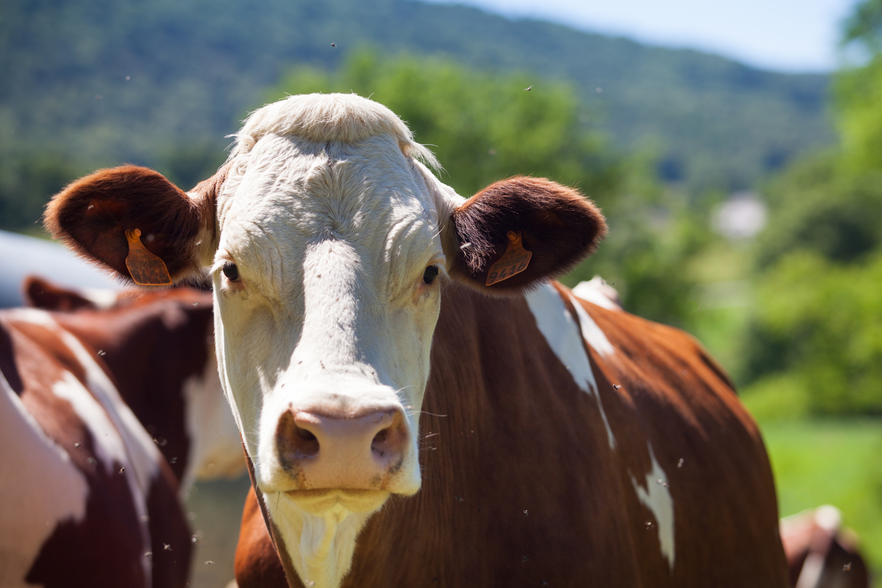 Cinco vacas foram deixadas em uma ilha em 1871; décadas depois, cientistas fizeram descoberta