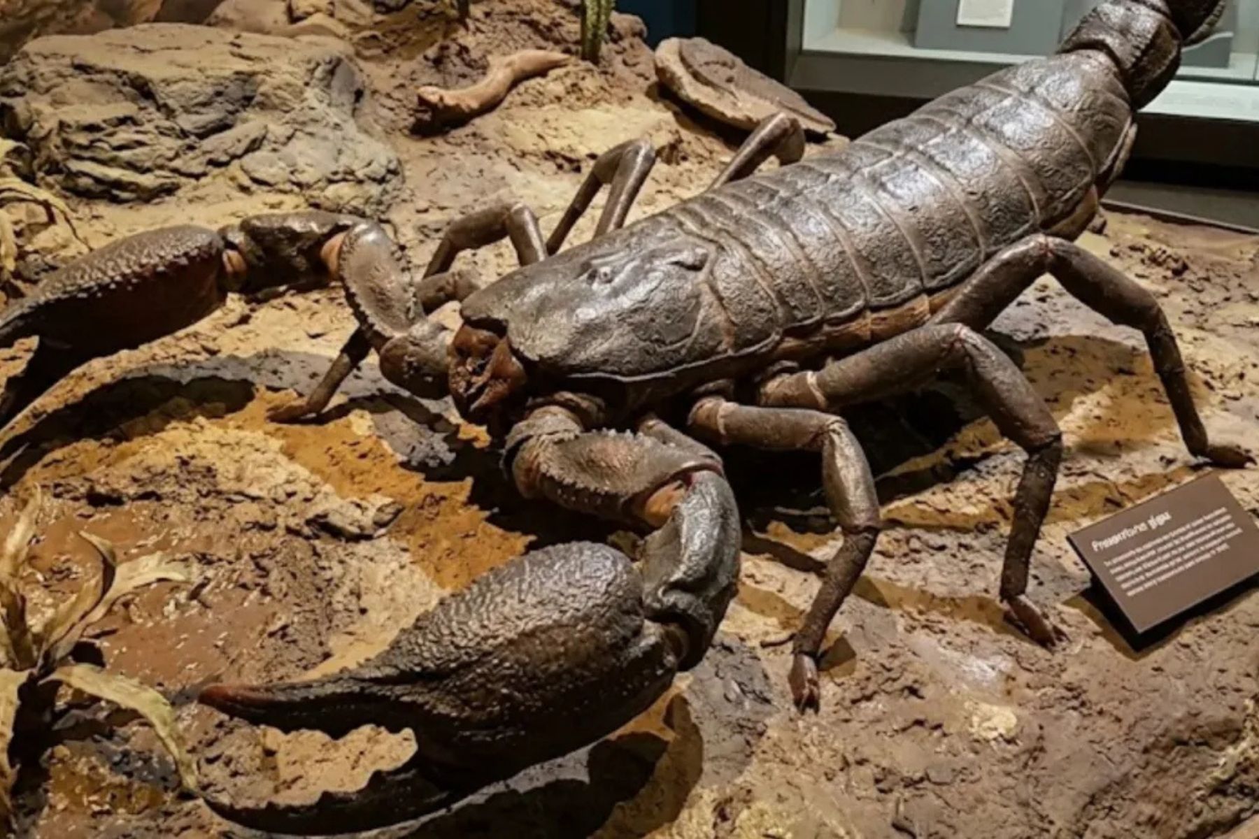 Escorpião que viveu no período Devoniano era do tamanho de um cachorro, diz paleontologia