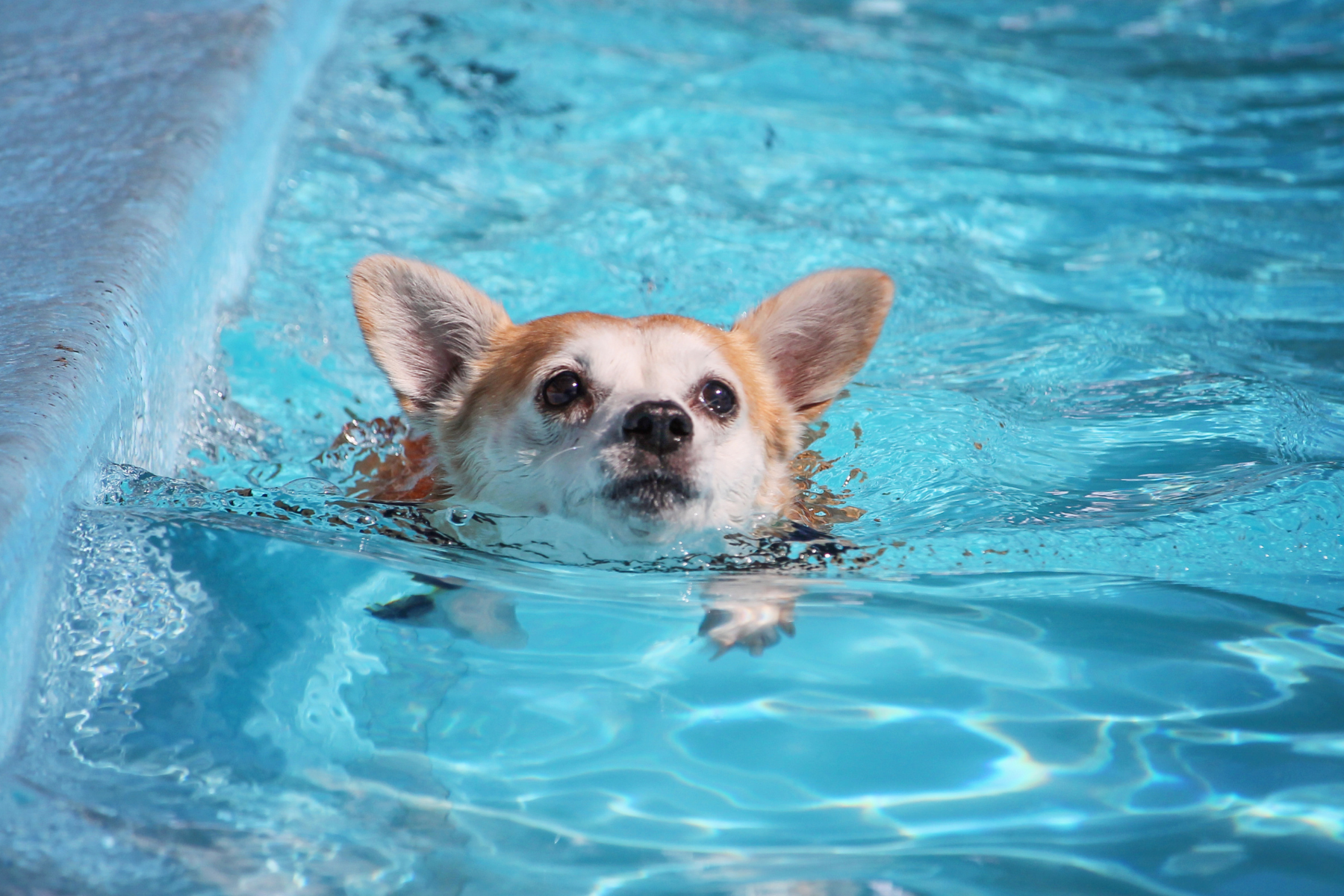 Cão se afoga em piscina e Justiça manda vizinho indenizar tutor por omissão de socorro