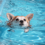 Cão se afoga em piscina e Justiça manda vizinho indenizar tutor por omissão de socorro
